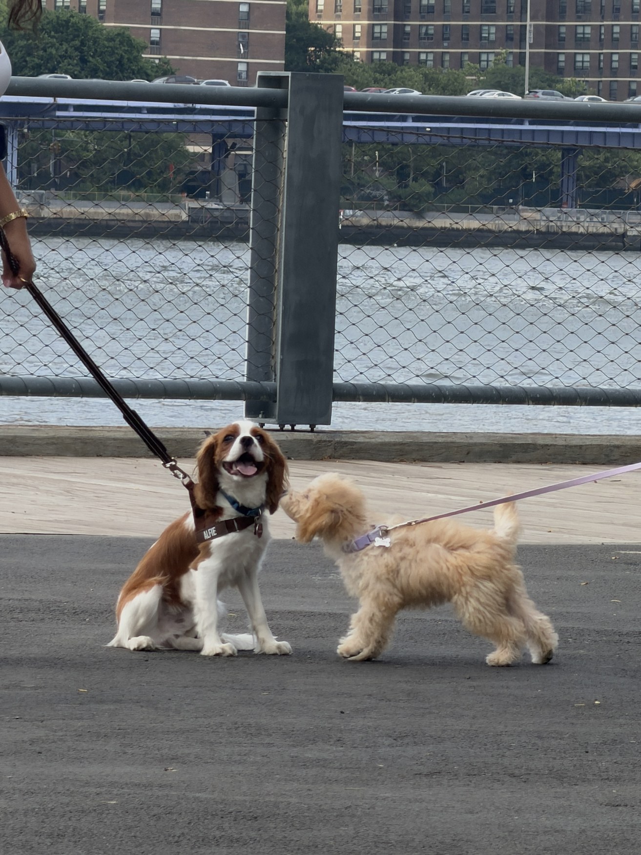 Morning on the Promenade